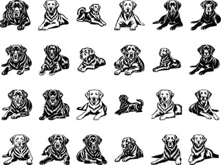 Naklejka premium Labrador Retriever Laying Crossed Paws