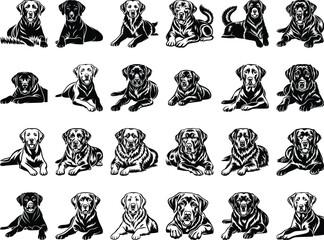 Naklejka premium Labrador Retriever Laying Crossed Paws