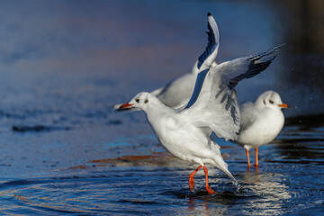 Lachmöwe (Larus ridibundus)