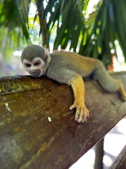 Squirrel Monkey Resting with Arm Hanging Over Wooden Rail in Tropical Enclosure