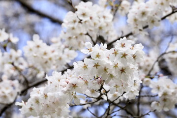 満開の桜