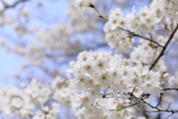 満開の桜