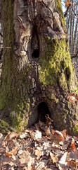 Old Tree Trunk with Moss and Hollow Cavities in Forest