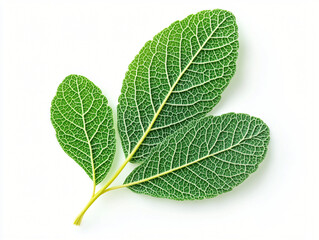 Fototapeta premium Leaf Texture: A close-up shot showcases the intricate patterns and textures of vibrant green leaves, highlighting their natural beauty and the fine details of their veins