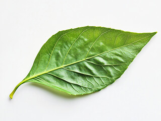 Obraz premium Vibrant Green Leaf: A detailed close-up of a fresh, healthy green leaf, showcasing its intricate texture, veins, and natural beauty, evoking a sense of life and growth. 