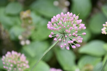 Budding Allium in a Pale Pink Color