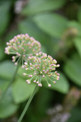 Pink Allium Budding in a Summer Garden
