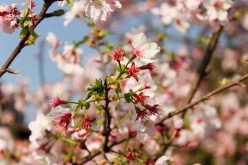Cherry Blossom