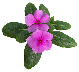 Pink Periwinkle Flowers with Green Leaves