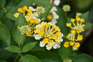 Yellow Vervain Flowering in a  Spring Garden