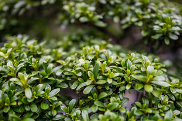 Macro shot of Rhododendron indicum bonsai with dense clusters of small glossy green leaves shaped through precise pruning creating a compact structure