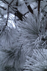 frost on branches