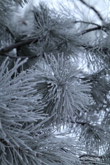 snow covered pine tree