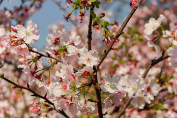Cherry Blossom