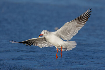 Lachmöwe (Larus ridibundus)