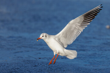 Lachmöwe (Larus ridibundus)