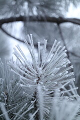 snow covered branches