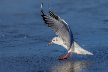 Lachmöwe (Larus ridibundus)
