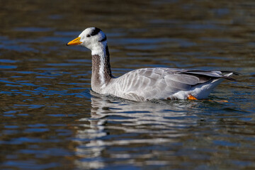 Streifengans (Anser indicus)