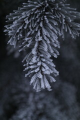 frost on branches