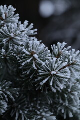 pine branches covered with snow