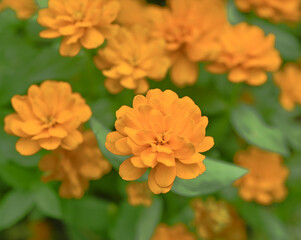 Yellow Zinnia Flower Close-up in an Elegant Zinnia Garden in a Formal Garden. Zinnia Elegans.