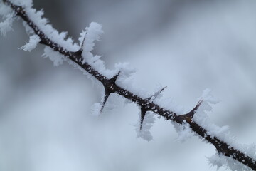 frost on branches