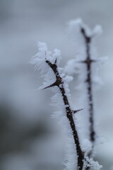 snow covered brunches