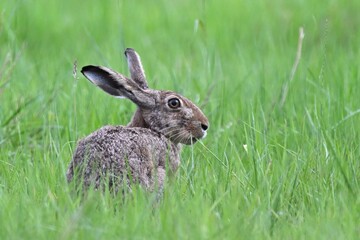 Obraz premium Feldhase im Gras