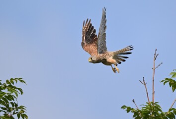 Turmfalke im Flug