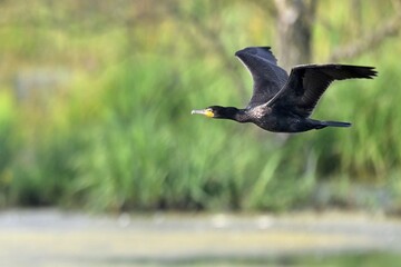 Kormoran im Flug