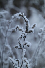 frost on branches
