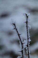 frost on branches