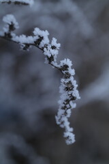 snow covered branches
