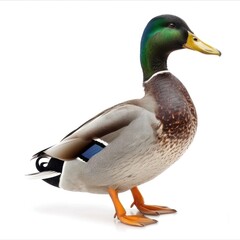 Obraz premium Mallard Duck Isolated on White Background
