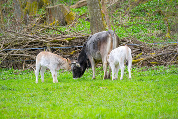 Meadow with calf and mother cow of breed Rätisches Grauvieh at farm at Swiss City of Zürich on a cloudy spring day. Photo taken March 27th, 2025, Zurich Schwamendingen, Switzerland.