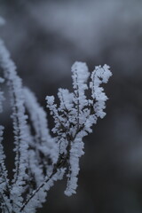 frost on branches