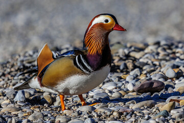 Mandarinente (Aix galericulata) Männchen