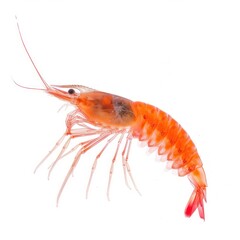 Krill Isolated on White Background