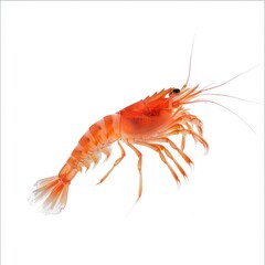 Krill Isolated on White Background