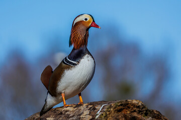 Mandarinente (Aix galericulata) Männchen