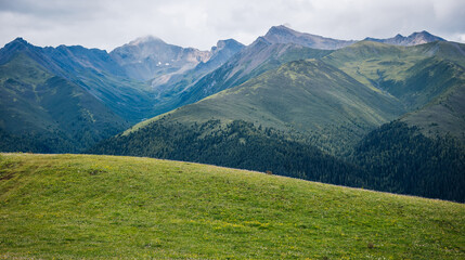 Fototapeta premium Beautiful forest and grassland landscape in summer