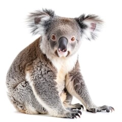Naklejka premium Koala Isolated on White Background