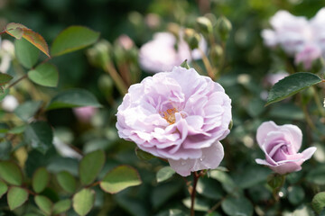 The pale lavender rose blooms gracefully, its velvety petals glowing softly in the sunlight, radiating a sense of romance and dreamlike charm