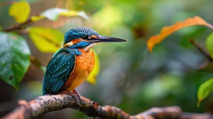 Fototapeta premium Kingfisher Isolated on White Background