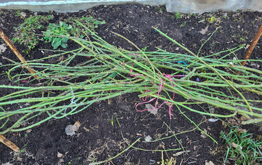 In early spring, green branches of roses lie tied on the ground in the garden after hibernation.