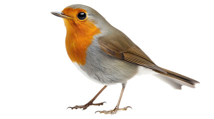 Cheerful robin bird with bright red chest nature setting gigapixel-standard image vibrant environment detailed view