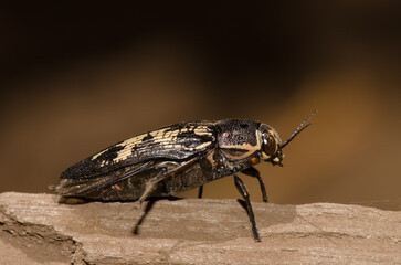 Jewel beetle Buprestis bertheloti. Cueva Corcho. Valleseco. Gran Canaria. Canary Islands. Spain.