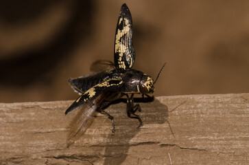 Jewel beetle Buprestis bertheloti preparing to take flight. Cueva Corcho. Valleseco. Gran Canaria....