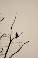 Common buzzard Buteo buteo insularum perched on a eucalyptus tree at dawn. San Mateo. Gran Canaria....